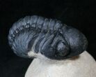 Arched Reedops Trilobite - Morocco #14142-4